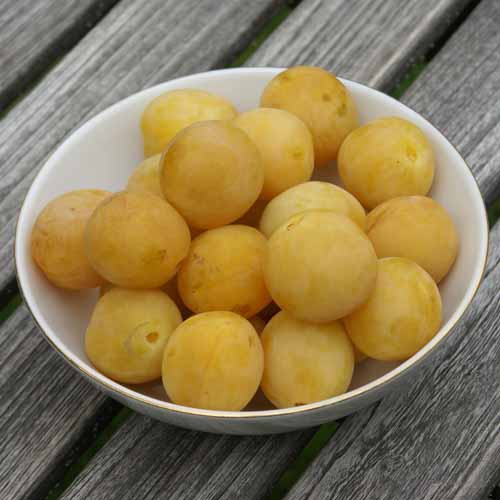 400g punnet of fresh UK-grown yellow damsons